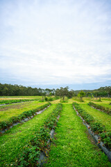 Scenic view of green field agaist blue sky, Timboon, Victoria, Australia