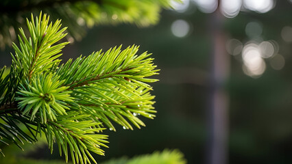 Close-up of vibrant green pine needles with water droplets, a serene nature scene