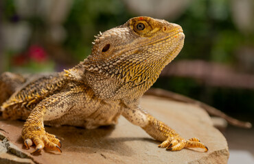 Beautiful portrait of an agama lizard with skin texture