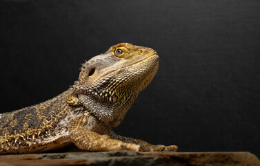 Beautiful portrait of an agama lizard with skin texture
