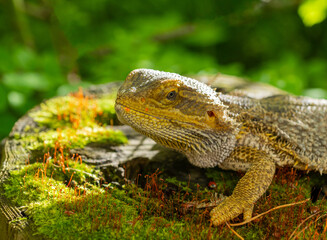 Beautiful portrait of an agama lizard with skin texture