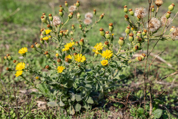 Heterotheca grandiflora, lowering plant in the family Asteraceae. silk-grass goldenaster or telegraphweed. Malibu Creek State Park, Santa Monica Mountains National Recreation Area. Los Angeles County
