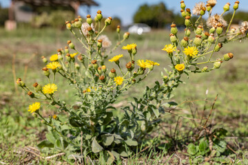 Heterotheca grandiflora, lowering plant in the family Asteraceae. silk-grass goldenaster or telegraphweed. Malibu Creek State Park, Santa Monica Mountains National Recreation Area. Los Angeles County