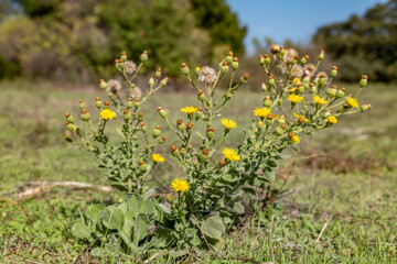 Heterotheca grandiflora, lowering plant in the family Asteraceae. silk-grass goldenaster or telegraphweed. Malibu Creek State Park, Santa Monica Mountains National Recreation Area. Los Angeles County