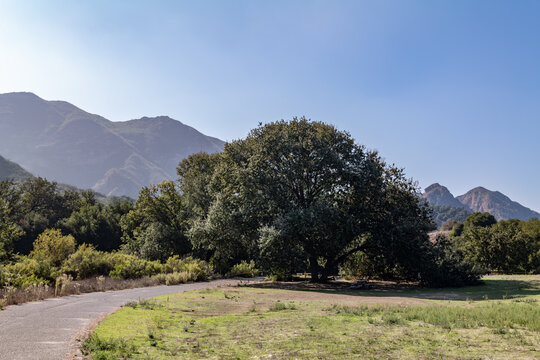 Quercus lobata, commonly called the valley oak or roble, is the largest of the California oaks. Malibu Creek State Park, Santa Monica Mountains National Recreation Area. Los Angeles County, California