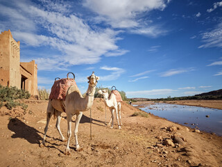 Two dromedary camels resting on the arid riverbank with the historic A&iuml;t Benhaddou kasbah background under a bright, dynamic blue sky, symbolizing travel and tradition