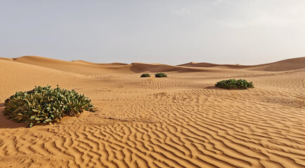 Sharp Ridge of Moroccan Sahara Sand Dune with Strong Wind-Blown Ripple Marks under Muted Sky Background