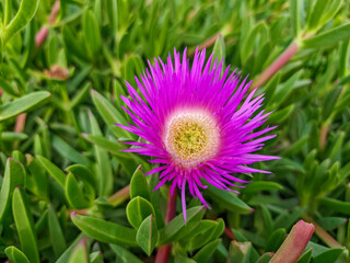 Vivid purple and yellow succulent flower bloom of Carpobrotus Edulis, surrounded by thick green fleshy leaves, symbolizing summer coastal flora