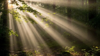 Sunlight filtering through the trees in a lush forest.