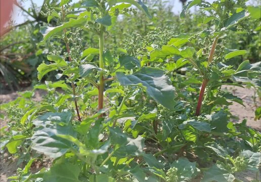 A detailed close-up shot capturing a healthy specimen of Lamb's Quarters (Chenopodium album), also commonly known as White Goosefoot. This herbaceous wild plant is prominent as a common weed thriving 