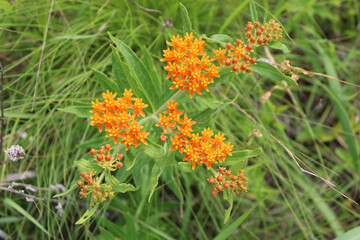 Butterweed wildflower clusters at Linne Woods Forest Preserve in Morton Grove, Illinois