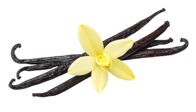 Several vanilla beans, dark brown and textured, topped with a pale yellow, star-shaped vanilla flower, set against black