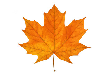 Maple leaf displaying vibrant orange and yellow colors of autumn, isolated with transparent background