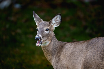 Deer chewing