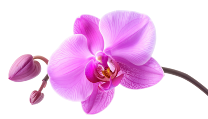 Delicate, bright pink orchid blossom with three buds on a gently curving stem against a stark black background