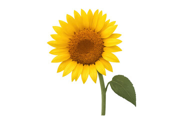 Fototapeta premium Sunflower head with bright yellow petals and green stem on clear transparent background, representing summer and nature