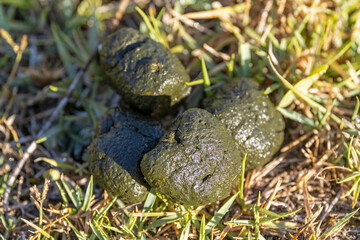 Droppings from an Eastern Grey Kangaroo