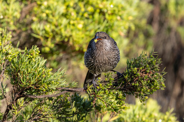 Australian Little Wattle Bird feeding on the berries of the Coast Beard Heath