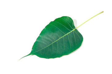 Green bodhi leaf on an isolated white background. Ficus religiosa, this tree is also known by other names such as sacred fig, peepul, or ashvattha.