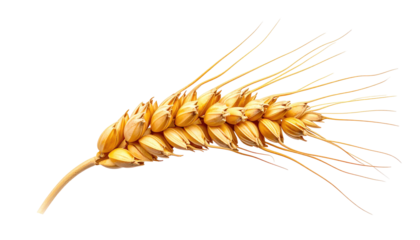 Golden wheat spike on a black background, detail shows ripened grains and wispy awns ready for harvest