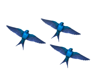Vibrant Blue Bird Duo in Energetic Glide Feather Trail Motion