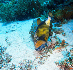 Underwater photography of Giant Titan Trigger fish. Attacking. From a scuba dive in Thailand.