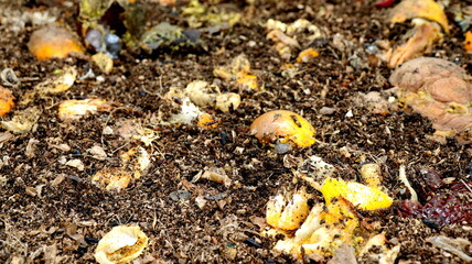 Decomposing food scraps and organic matter create nutrientrich compost in a backyard garden, promoting sustainable waste management and soil health.