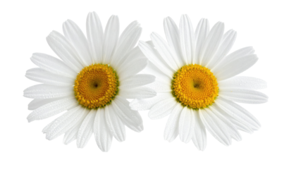 Two daisy flowers are featured with white petals and yellow centers, isolated on a black background