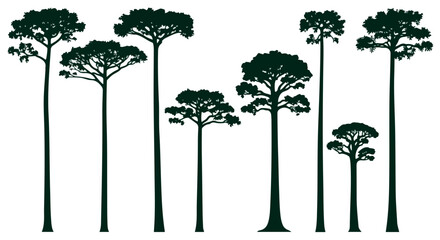 Tall trees silhouettes with transparent background
