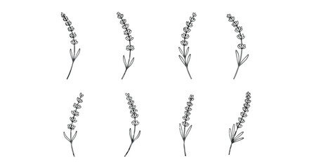 Lavender sprigs collection with transparent background