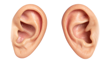 Two ears with detailed internal structures visible, set against a dark background