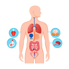 Internal organs in the human body. Anatomical diagram with digestive, respiratory, urinary and reproductive organs icons in male silhouette, medical flat vector illustration of the biological system

