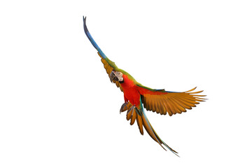 Colorful flying Harlequin Macaw parrot isolated on transparent background png file	
