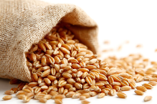 Golden wheat grains spilling from a rustic burlap sack, promising a harvest of fresh bread and healthy baking for nutritious food products and agricultural business ventures