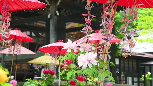 日本の風景　お寺と牡丹と和傘　