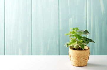 青い壁と観葉植物