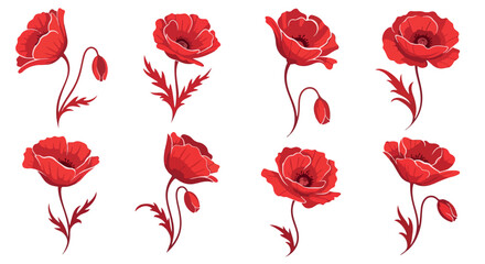 Red poppy flowers isolated with transparent background