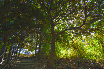 Somewhere in the shade of the forest