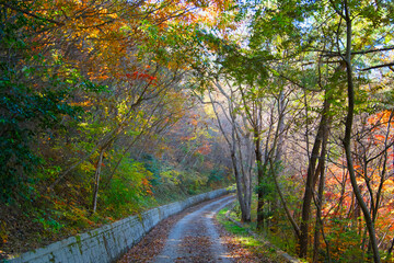 Obraz premium A path that feels autumnal with nature in the forest