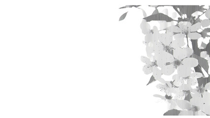 Vector illustration of delicate spring apple blossoms blooming on a branch on transparent background