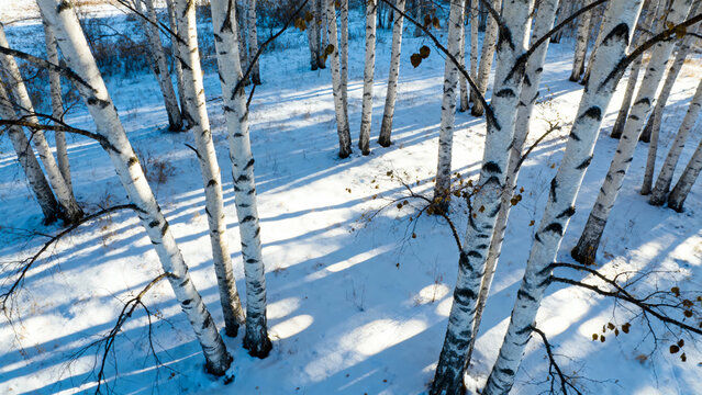 Snow-covered birch trees in a winter forest with sunlight casting shadows on the ground - Powered by Adobe