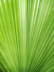palm leaf texture
