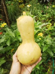Butternut Squash  Harvest In The Garden