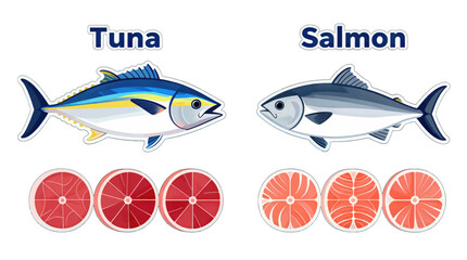 Tuna and Salmon Fish Comparison Flat Illustration