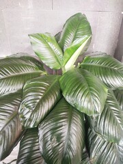 Tropical House Plant