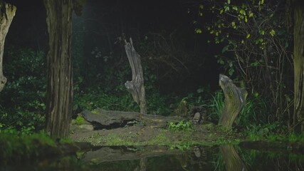 A european polecat walks through a dim forest clearing with soft filtered light on mossy ground