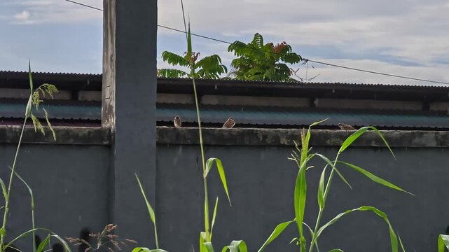 Footage of sparrows perching on a fence during a sunshower, bathing in warm afternoon sunlight while raindrops fall. A rare natural phenomenon combining rain and bright sunshine.