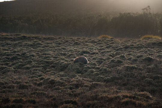 Tasmania, Australia: Wild common wombat grazing in tussock grass at Ronny Creek, Cradle Mountain National Park. Iconic Australian marsupial in natural habitat.
