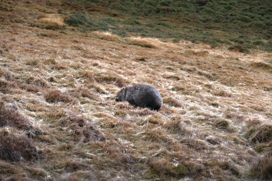 Tasmania, Australia: Wild common wombat grazing in tussock grass at Ronny Creek, Cradle Mountain National Park. Iconic Australian marsupial in natural habitat.
