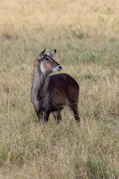 Waterbuck doe standing in the tall grass in the Serengeti National Park in East Africa Tanania TZA